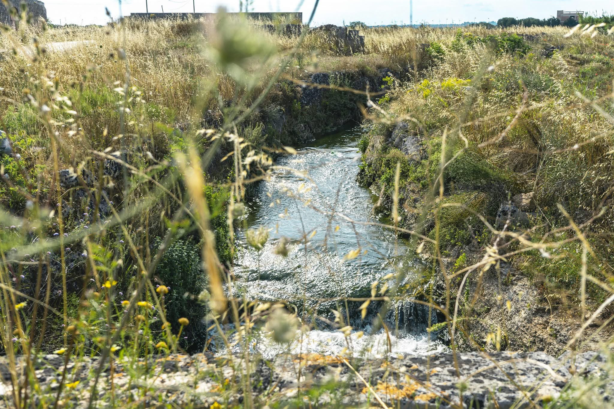 Galleria Dalle sorgenti al mare, 25 milioni per il Canale Reale: così la Puglia si prende cura dell’acqua - Diapositiva 3 di 4